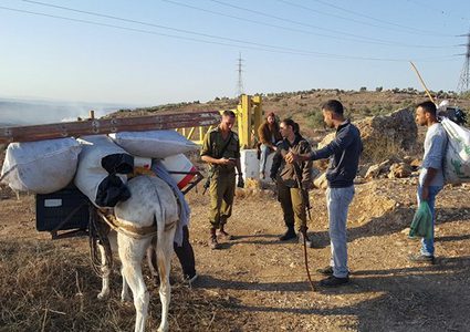 فرعتا.. سُرق زيتونها (صور)