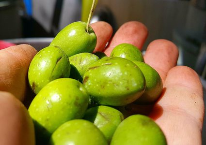 من المسؤول؟ ... لعبة تباين أسعار زيت الزيتون تبتلع أحلام المزارعين (صور)