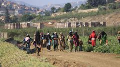 800 مليون دولار خسائر سنوية... من يسرق "سلة غذاء الفلسطينيين"؟