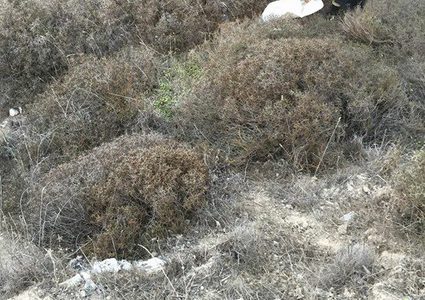 مستوطن يجبر حاجة على لملمة زيتونها من بين الأشواك (صور)