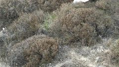 مستوطن يجبر حاجة على لملمة زيتونها من بين الأشواك (صور)