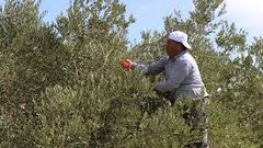 يوم عمل تطوعي لمساعدة المزارعين بقطف الزيتون