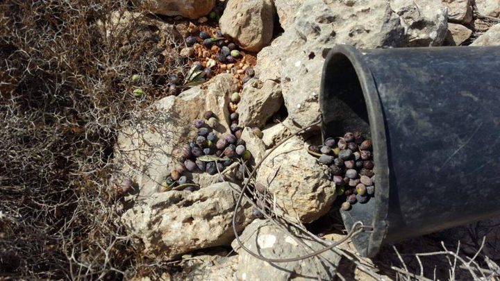 مستوطنون يعتدون بالضرب على مزارع في الخضر