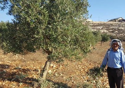 الحاج جميل يروي لـ"النجاح" حكاية إعتداء المستوطنين على زيتونه (فيديو-صور)