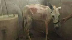 "وللحمير حظوظ" تثير جدلا!