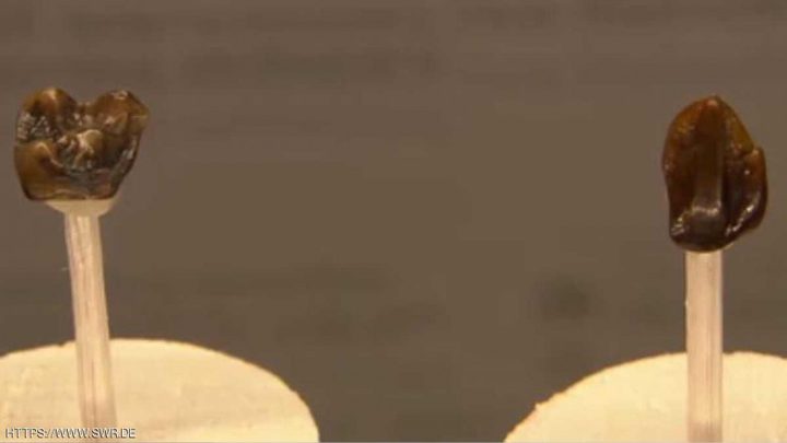 أسنان قديمة قد تعيد كتابة تاريخنا