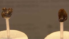 أسنان قديمة قد تعيد كتابة تاريخنا