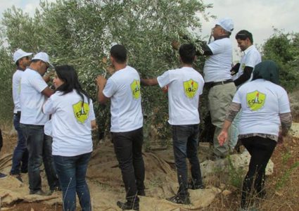 حملة قطف الزيتون.. تعاون مشترك لتعزيز الصمود بالمناطق المهددة