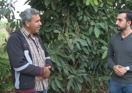 جولة في إحدى بيارات الأفوكادو في مدينة قلقيلية