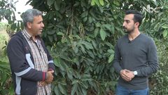 جولة في إحدى بيارات الأفوكادو في مدينة قلقيلية