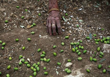 "وثائق تثبت ملكية الأرض" ... اسْتيطان يتجاوز سرقة ثمار الزيتون