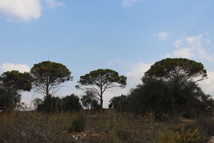 "فرخة" قرية التعاونيات وجمال البيئة "صور"