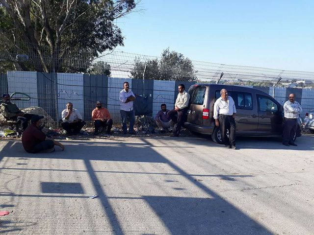 مزارعو شرق قلقيلية ممنوعون من قطف زيتونهم (صور)