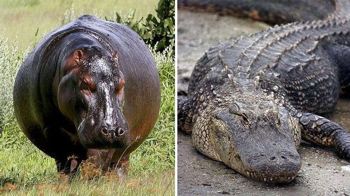 شاهد.. قتال عنيف بين تمساح وفرس النهر