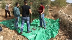 يوم تطوعي لقطف الزيتون في قرية طورة بمحافظة جنين