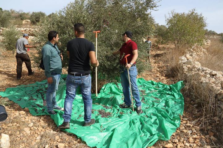 يوم تطوعي لقطف الزيتون في قرية طورة بمحافظة جنين