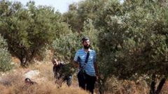 مستوطنون يسرقون محصول الزيتون شرق قلقيلية