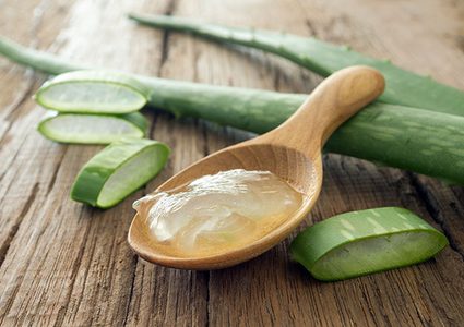 الألوفيرا .. كنز أخضر في حديقة منزلك