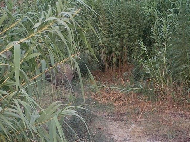خنازير برية تهاجم شابًا غرب جنين