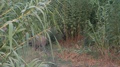 خنازير برية تهاجم شابًا غرب جنين