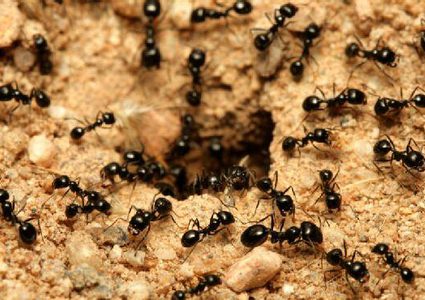 غرائب وعجائب عالم النمل