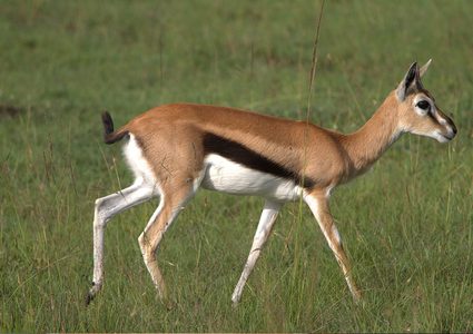 بالفيديو: شاب فلسطيني ينقذ "غزالة"