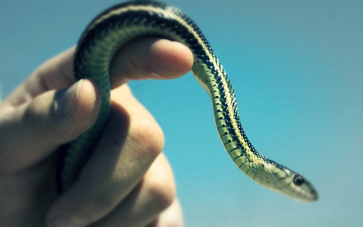 الشرطة تعتقل رجلاً وتجد ثعباناً في جيبه
