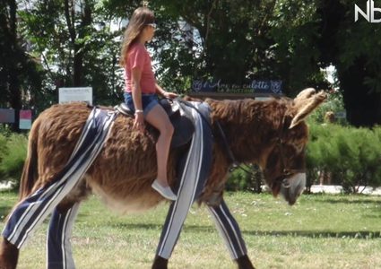في إحدى جزر فرنسا الحمير ترتدي البيجامات !