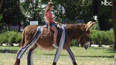 في إحدى جزر فرنسا الحمير ترتدي البيجامات !