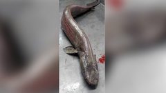 اصطياد قرش غريب وغامض والعلماء عاجزون عن تحديد نوعه