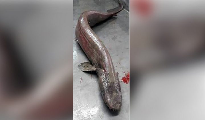 اصطياد قرش غريب وغامض والعلماء عاجزون عن تحديد نوعه
