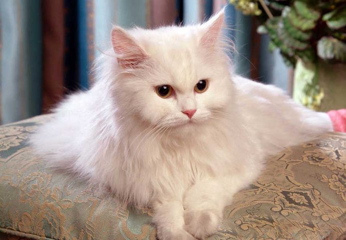 بريطانيا تبحث عن "سفّاح القطط" والسبب غريب!