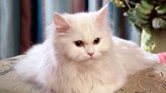 بريطانيا تبحث عن "سفّاح القطط" والسبب غريب!