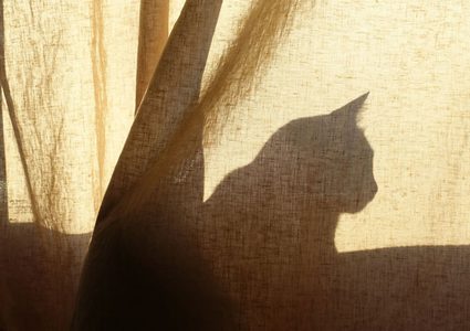 القط الضال هو المشتبه الرئيسي في جريمة قتل المرأه المسنة