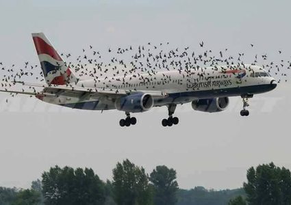 سقوط الطائرات في "حرب الطيور"