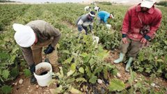 12.5 طن من البذار البلدية لتعزيز صمود مزارعي الأغوار