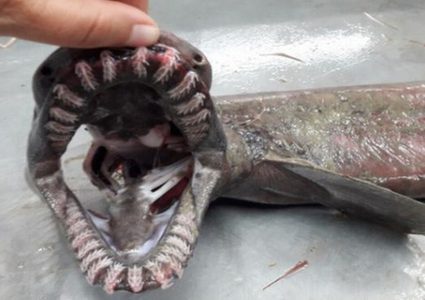 اصطياد قرش يرجع الى عصور ما قبل التاريخ