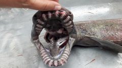 اصطياد قرش يرجع الى عصور ما قبل التاريخ