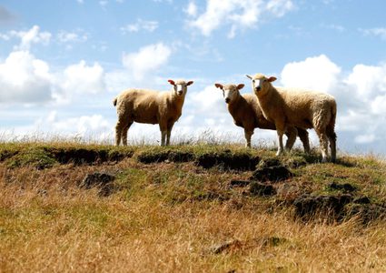 قدرة خارقة للماشية على تذكر الوجوه !