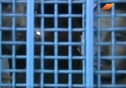 504 أسير محكوم بالمؤبد (فيديو)