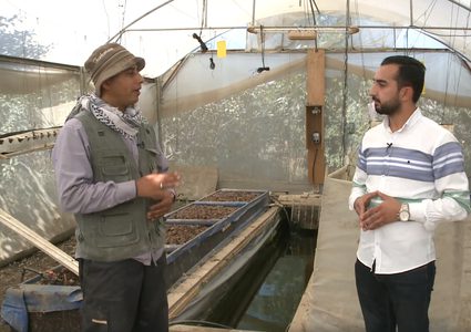 الزراعة المائية في مدينة طولكرم (فيديو)