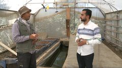 الزراعة المائية في مدينة طولكرم (فيديو)