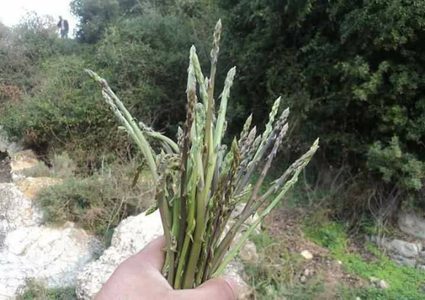 الهليون.. مفتاح الصحة والرشاقة