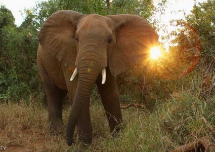 ترامب يتخذ قرارا مهما من أجل الفيلة