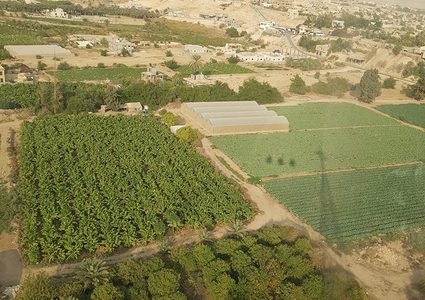 أريحا: "أبو نملة" مهدد بالتلاشي رغم فوائده الغنية (صور)
