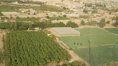 أريحا: "أبو نملة" مهدد بالتلاشي رغم فوائده الغنية (صور)