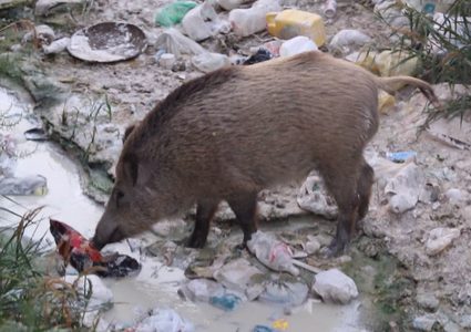 مواطنون لـ" النجاح" مكرهة بيئية في دير شرف تستوجب التدخل العاجل