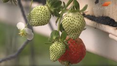 مشروع الفراولة المعلقة في غزة (فيديو)