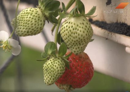 مشروع الفراولة المعلقة في غزة (فيديو)