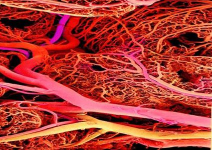 ترميم الأوعية الدموية التالفة